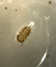 Bristly Millipede thumbnail 4