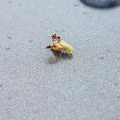 Common Ragweed Fruit Fly thumbnail 2