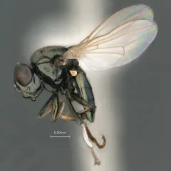 Mosillus tibialis thumbnail 2