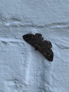 Somber Carpet Moth thumbnail 4