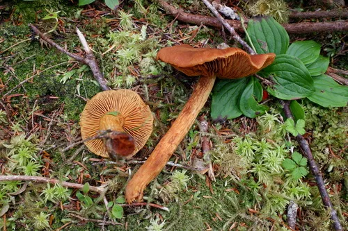 Aureonarius kroegeri