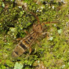 Orchesella celsa thumbnail 4