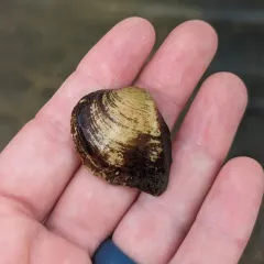 Deertoe Mussel thumbnail 4