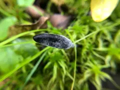 Hypomyces papulasporae thumbnail 3