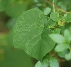 Phyllocnistis vitegenella thumbnail 4