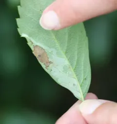 Phyllocnistis ampelopsiella thumbnail 3