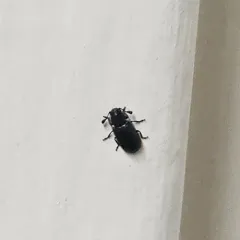 Violet Checkered Beetle thumbnail 3