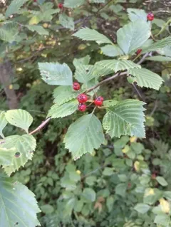 Large-thorn hawthorn thumbnail 4
