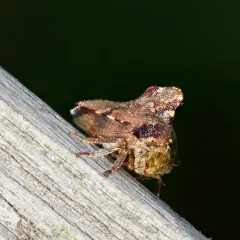 Virginia Creeper Treehopper thumbnail 1