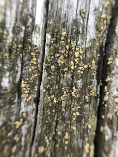rim lichen thumbnail 2
