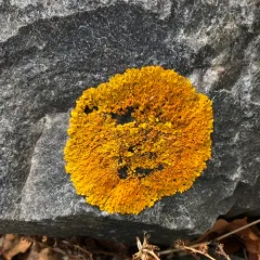 Common Sunburst Lichen thumbnail 3