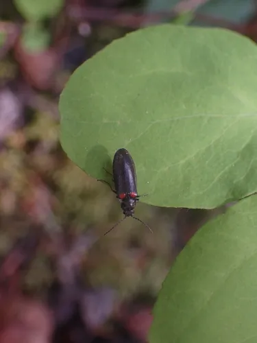 Eanus albertanus