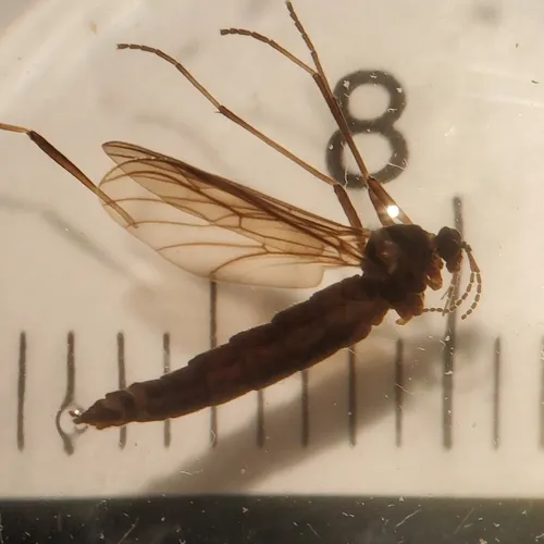 Hesperinus brevifrons