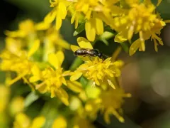 Mesilla Masked Bee thumbnail 3