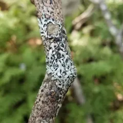 Parmelia fertilis thumbnail 4