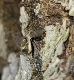 Neocladura delicatula thumbnail 3