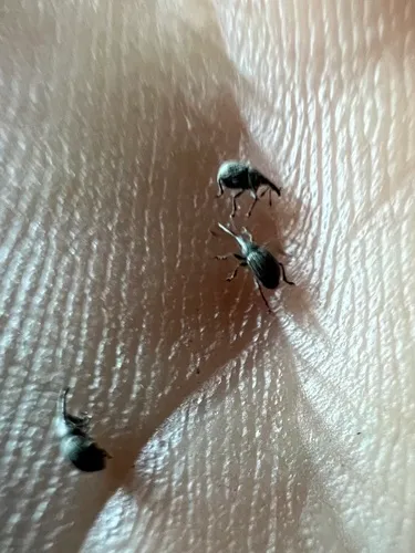Kissingeria amaura