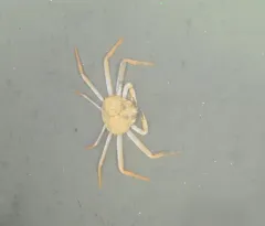 Grooved Tanner Crab thumbnail 3
