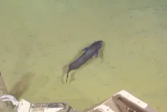 Pacific Flatnose thumbnail 2