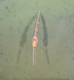 Giant Serpent Star thumbnail 4