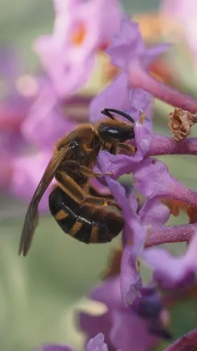 Pacific Sweat Bee