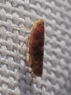 Catonia pumila thumbnail 2