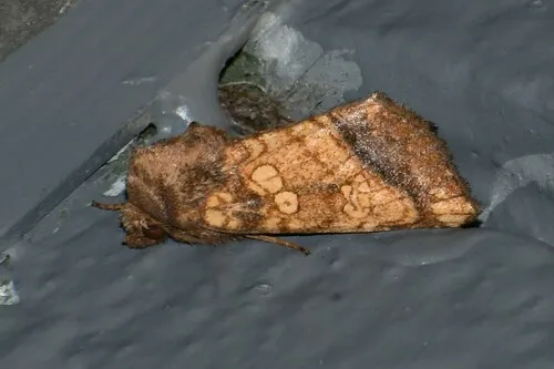 Pacific Coast Stalk Borer Moth