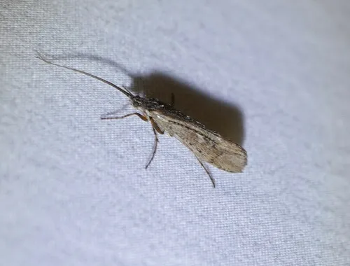 Limnephilus affinis