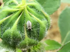 Gray Sunflower Seed Weevil thumbnail 2