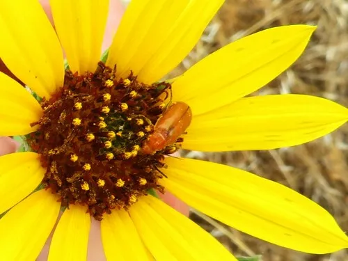 Nemognatha lurida