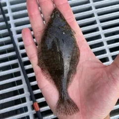 English Sole thumbnail 3