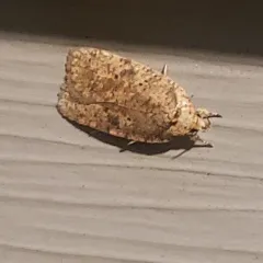 Thelma's Agonopterix Moth thumbnail 4