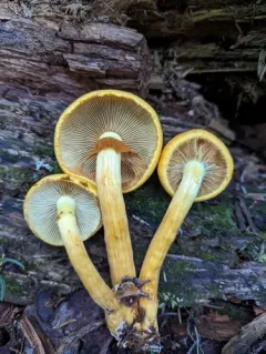 Gymnopilus voitkii thumbnail 2