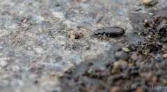 Bembidion planatum thumbnail 4