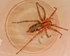 Agelenopsis oregonensis thumbnail 3