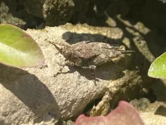 Aztec Pygmy Grasshopper thumbnail 2