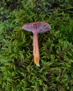 Purple-gilled Waxy Cap thumbnail 2