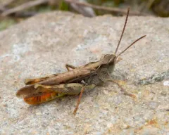 Common Field Grasshopper thumbnail 2