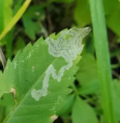 Liriomyza carphephori thumbnail 3