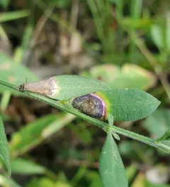 Asteromyia laeviana thumbnail 2