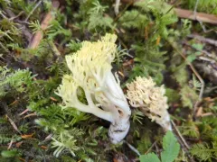 Ramaria cystidiophora thumbnail 3