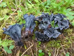 Polyozellus purpureoniger thumbnail 3
