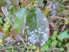 Erysiphe viburni thumbnail 2
