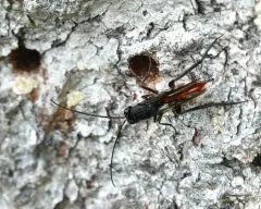 Sirex Ibaliid Wasp thumbnail 3