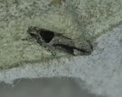Pseudochelaria walsinghami thumbnail 2