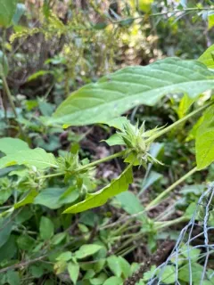 smooth ruellia thumbnail 3