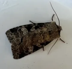 Iris Rover Moth thumbnail 4