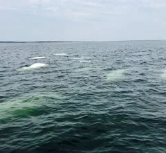 Beluga thumbnail 2