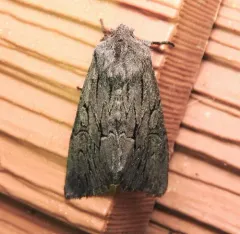 Dark Grey Fishia Moth thumbnail 3