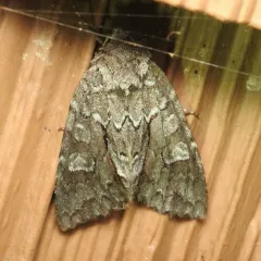 Acadian Sallow thumbnail 4